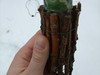Cache